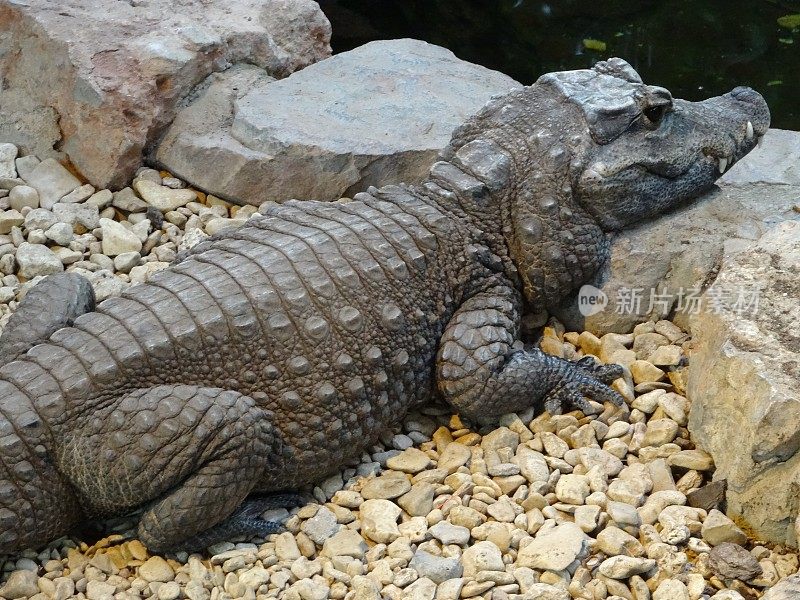 这是非洲矮鳄鱼(tetraspis Osteolaemus)爬过岩石到水边的图片